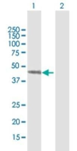 Septin-7 Antibody, Novus Biologicals 0.05 mg, Unconjugated:Antibodies,
