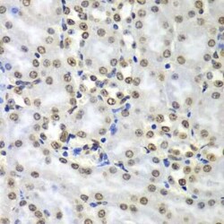 Septin-7 Antibody - BSA Free, Novus Biologicals:Antibodies:Primary Antibodies