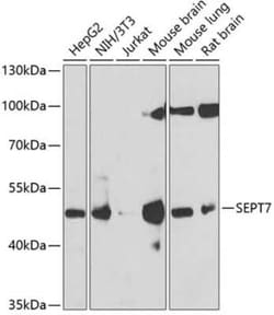 Septin-7 Antibody - BSA Free, Novus Biologicals:Antibodies:Primary Antibodies