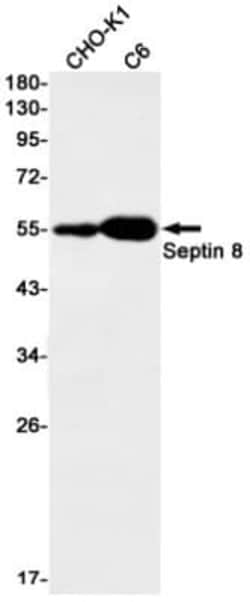 Septin-8 Antibody (S05-2C6), Novus Biologicals 100 &mu;g; Unconjugated:Antibodies,