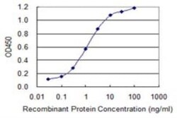 Septin-9 Antibody (2C6), Novus Biologicals 0.1 mg | Buy Online | Novus Biologicals | Fisher Scientific
