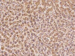 Serine protease 23 Antibody, Novus Biologicals 100 &mu;g; Unconjugated:Antibodies,