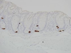 Serotonin Mouse anti-Human, Mouse, Porcine, Chicken, Macaque, Clone: 5HT-H209,