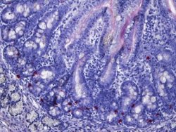 Serotonin Mouse anti-Human, Mouse, Porcine, Chicken, Macaque, Clone: 5HT-H209,