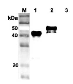 Serpin A12, Mouse anti-Human, Clone: VP63, Novus Biologicals:Antibodies:Primary