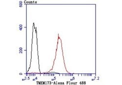 SerpinA3/alpha1-Antichymotrypsin Rabbit anti-Human, Clone: JM83-29, Novus