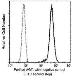 Serpin A8/Angiotensinogen Rabbit anti-Human, Clone: 1, Novus Biologicals