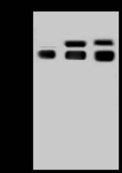 Serpin A8/Angiotensinogen Rabbit anti-Mouse, Clone: 1, Novus Biologicals:Antibodies:Primary