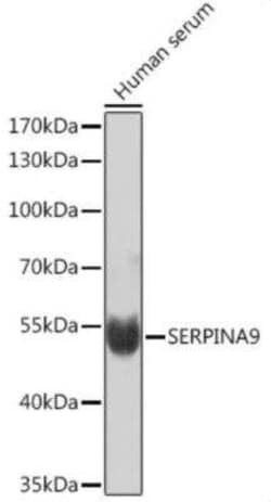 Serpin A9/Centerin Antibody - Azide and BSA Free, Novus Biologicals 0.1