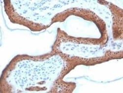 Serpin B5/Maspin Mouse anti-Human, Clone: SERPINB5/4972, Novus Biologicals:Antibodies:Primary