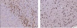 Serpin I1/Neuroserpin Rabbit anti-Mouse, Clone: 2, Novus Biologicals:Antibodies:Primary
