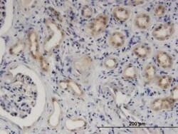 SerpinB9 Antibody (1F5), Novus Biologicals 0.1 mg | Buy Online | Novus Biologicals | Fisher Scientific