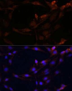 SerpinB9 Antibody - BSA Free, Novus Biologicals:Antibodies:Primary Antibodies