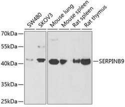 SerpinB9 Antibody - BSA Free, Novus Biologicals:Antibodies:Primary Antibodies