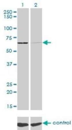 Novus Biologicals Seryl tRNA synthetase Antibody (1H4), Novus Biologicals 0.1 mg | Buy Online | Novus Biologicals&trade; | Fisher Scientific