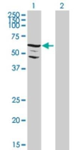 SgK071 Antibody, Novus Biologicals 0.05 mg; Unconjugated:Antibodies, Polyclonal