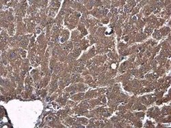 Shrew-1/AJAP1 Antibody, Novus Biologicals 100 &mu;g; Unconjugated:Antibodies,