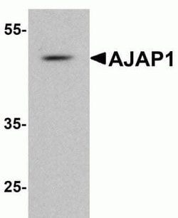 Shrew-1/AJAP1 Antibody - BSA Free, Novus Biologicals 0.1 mg; Unconjugated:Antibodies,