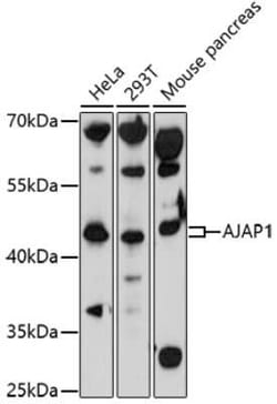 Shrew-1/AJAP1 Antibody - Azide and BSA Free, Novus Biologicals:Antibodies:Primary