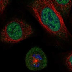 Shugoshin Antibody, Novus Biologicals:Antibodies:Primary Antibodies