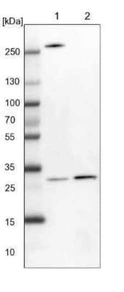 Ribosome maturation protein SBDS Antibody, Novus Biologicals 25 &mu;L;