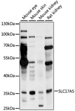 Sialin/SLC17A5 Antibody - Azide and BSA Free, Novus Biologicals:Antibodies:Primary