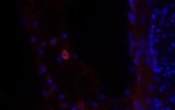 Siglec-1/CD169 Antibody (HSn 7D2) - Azide and BSA Free, Novus Biologicals