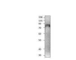 Siglec-10 Antibody, Novus Biologicals 100 &mu;g; Unconjugated:Antibodies,