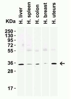 Siglec-15 Antibody - BSA Free, Novus Biologicals 0.1 mg; Unconjugated:Antibodies,