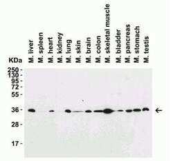 Siglec-15 Antibody - BSA Free, Novus Biologicals 0.1 mg; Unconjugated:Antibodies,