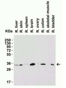 Siglec-15 Antibody - BSA Free, Novus Biologicals 0.1 mg; Unconjugated:Antibodies,