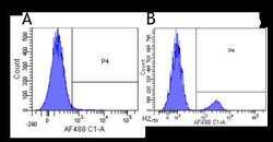 Siglec-2/CD22 Antibody (hL22 (Epratuzumab)) - Azide and BSA Free, Novus