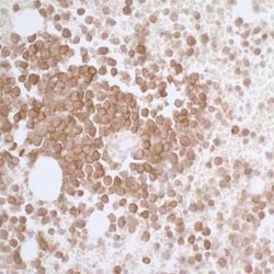Siglec-3/CD33 Antibody (BLR061G), Novus Biologicals 100 &mu;g, Unconjugated:Antibodies,