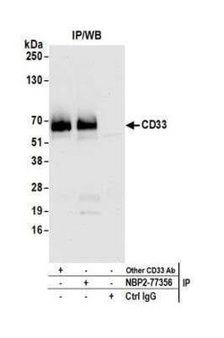 Siglec-3/CD33 Antibody (BLR061G), Novus Biologicals 100 &mu;g, Unconjugated:Antibodies,