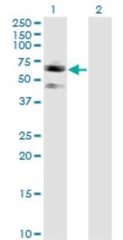 Siglec-7/CD328 Antibody (3H1), Novus Biologicals 0.1 mg | Buy Online | Novus Biologicals | Fisher Scientific