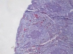Siglec-H Antibody (440c), Novus Biologicals 50 &mu;g; Unconjugated:Antibodies,