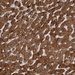 Sigma-1 R/OPRS1 Antibody, Novus Biologicals:Antibodies:Primary Antibodies