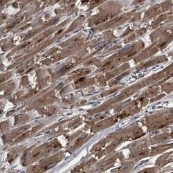 Sin1/MAPKAP1 Antibody, Novus Biologicals 0.1 mL | Buy Online | Novus Biologicals | Fisher Scientific