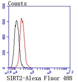 Sir2.1 Rabbit anti-Human, Clone: SN70-04, Novus Biologicals 100&mu;L:Antibodies,