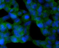 Sir2.1 Rabbit anti-Human, Clone: SN70-04, Novus Biologicals 100&mu;L:Antibodies,