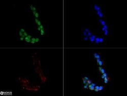 Sirtuin 1/SIRT1 Antibody (1F3) - Azide and BSA Free, Novus Biologicals