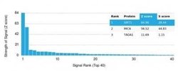 Sirtuin 1/SIRT1 Mouse anti-Human, Clone: PCRP-SIRT1-1E11, Novus Biologicals:Antibodies:Primary