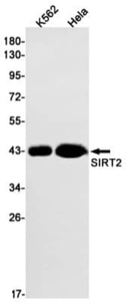 Sirtuin 2/SIRT2 Antibody (S06-8C9), Novus Biologicals 50 &mu;g; Unconjugated:Antibodies,