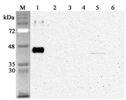 Sirtuin 2/SIRT2, Mouse anti-Human, Clone: S2R233-1, Novus Biologicals:Antibodies:Primary