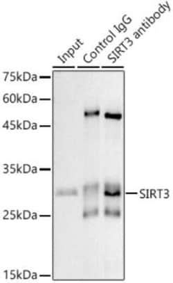 Sirtuin 3/SIRT3 Rabbit anti-Human, Mouse, Rat, Clone: 7O4G7, Novus Biologicals