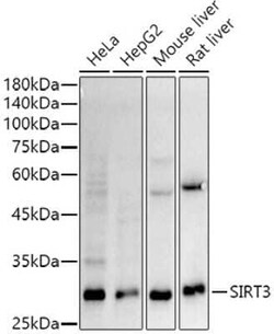 Sirtuin 3/SIRT3 Rabbit anti-Human, Mouse, Rat, Clone: 7O4G7, Novus Biologicals