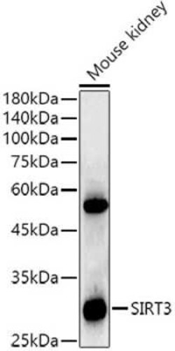Sirtuin 3/SIRT3 Rabbit anti-Human, Mouse, Rat, Clone: 7O4G7, Novus Biologicals