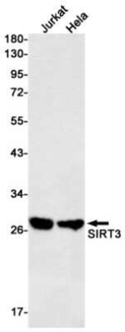 Sirtuin 3/SIRT3 Rabbit anti-Human, Clone: S03-1F5, Novus Biologicals:Antibodies:Primary