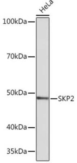 Skp2 Rabbit anti-Human, Mouse, Rat, Clone: 2L0K1, Novus Biologicals:Antibodies:Primary