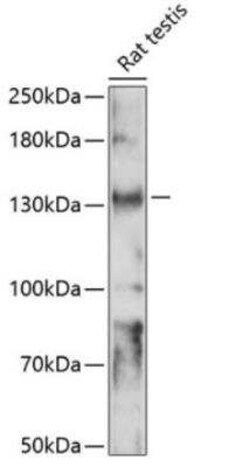 Slo3 Antibody - Azide and BSA Free, Novus Biologicals:Antibodies:Primary